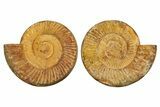 Cut & Polished Jurassic Ammonite (Perisphinctes) Fossil #336424-1